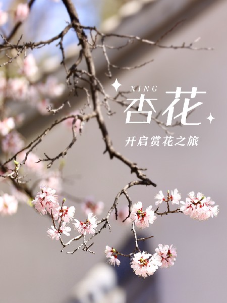 追花指南第六期！杏花雨 楊柳風(fēng) 北京最美的杏花在這里