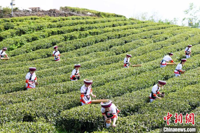 眾多白族村民身著民族服飾走進(jìn)茶園采摘?！钊A峰 攝