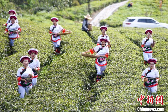 白族村民走進(jìn)茶園采摘?！钊A峰 攝