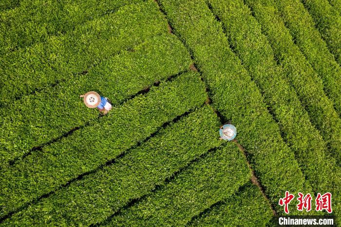 茶農(nóng)正在采摘新鮮茶葉?！√普?攝