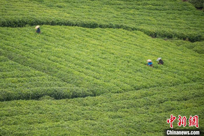 茶農(nóng)采摘谷雨茶?！√普?攝