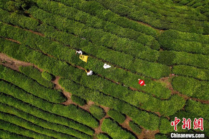 茶農(nóng)正在采摘新鮮茶葉?！√普?攝