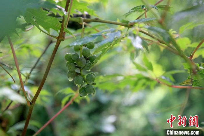 野生動(dòng)物在北京：如何筑牢生物多樣性“保護(hù)網(wǎng)”？