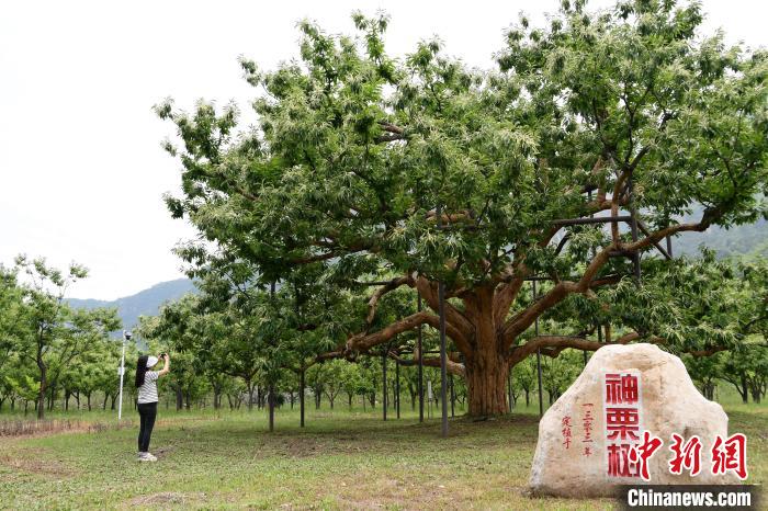 河北寬城：長(zhǎng)城腳下千樹萬(wàn)樹“栗”花開(kāi)