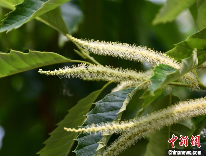 毛茸茸的栗花?！『略破?攝
