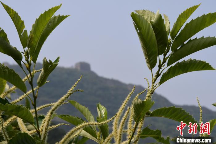 長(zhǎng)城腳下，“栗”花盛開(kāi)?！『略破?攝