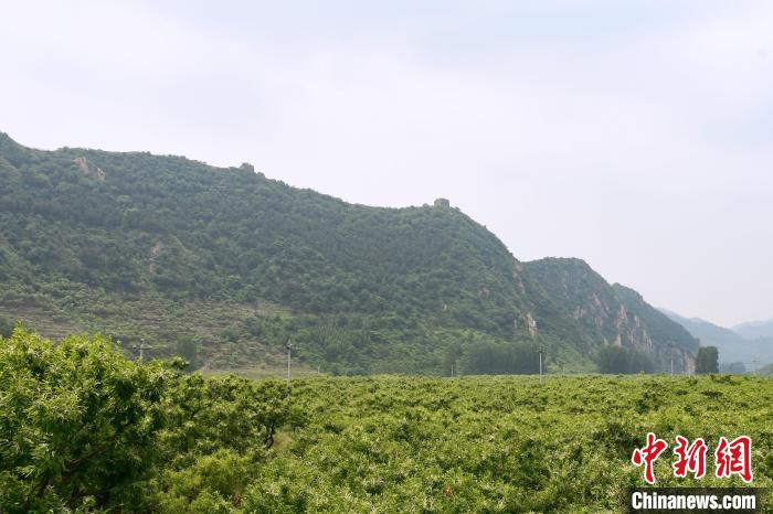 長(zhǎng)城腳下萬(wàn)畝栗花綻放，散發(fā)出淡淡清香?！『略破?攝