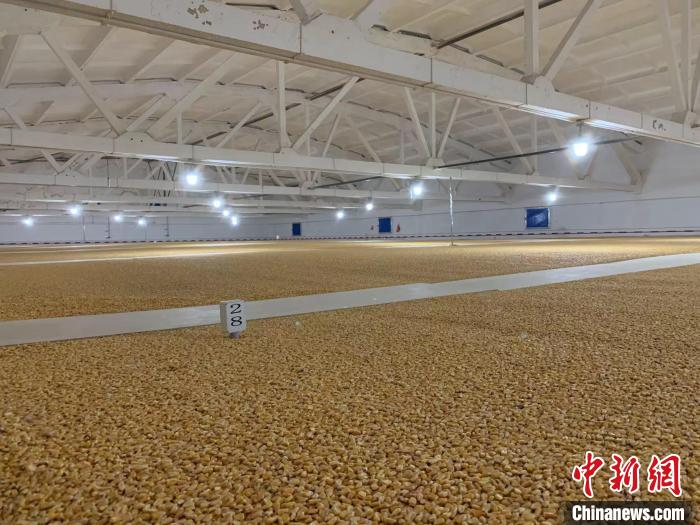 倉(cāng)內(nèi)清涼干爽、遍地金黃，上千平方米的糧食盡收眼底。　王惠琳 攝