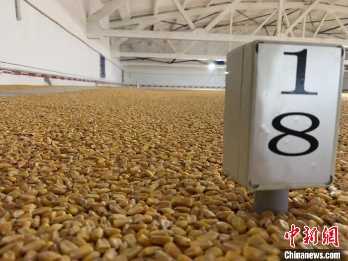 數(shù)千噸的小麥、玉米如同一塊塊被“切平”的巨型蛋糕“鑲嵌”在地面上?！⊥趸萘?攝