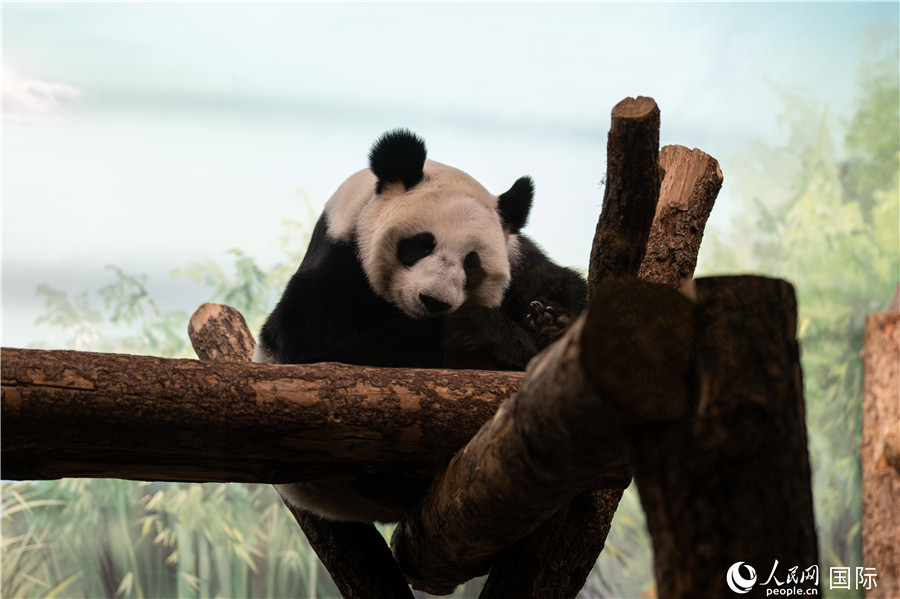 無(wú)比可愛的大熊貓“丁丁”。人民網(wǎng)記者 翁奇羽攝