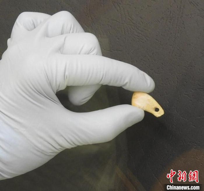 打孔鹿牙墜飾提取DNA后(圖片來(lái)自馬克斯·普朗克演化人類學(xué)研究所)?！∈┢樟指瘛ぷ匀?供圖