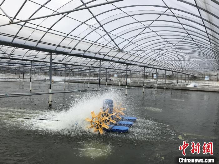 南美白對蝦養(yǎng)殖基地。　象山蝦蟹科技小院供圖