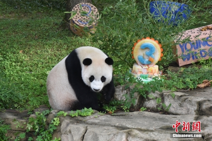 當(dāng)?shù)貢r(shí)間8月21日，旅美大熊貓幼崽“小奇跡”迎來(lái)3周歲生日。華盛頓國(guó)家動(dòng)物園給“小奇跡”舉辦了“生日派對(duì)”，眾多游客前來(lái)給“小奇跡”慶生。<a target='_blank' href='/'><p  align=