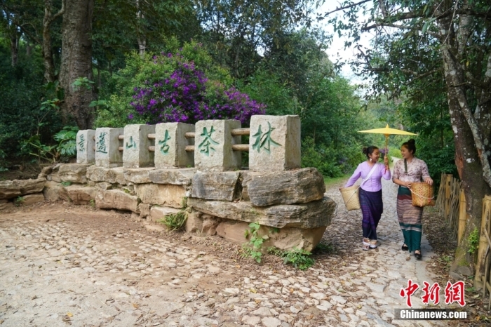 普洱景邁山古茶林文化景觀位于中國云南省普洱市瀾滄拉祜族自治縣惠民鎮(zhèn)。<a target='_blank' href='/' _fcksavedurl='/'><p  align=