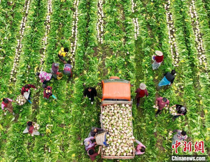 資料圖：村民在采收白蘿卜。劉永紅 攝