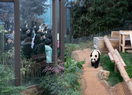 2月20日，韓國民眾在韓國愛寶樂園參觀大熊貓“福寶”。新華社記者姚琪琳攝