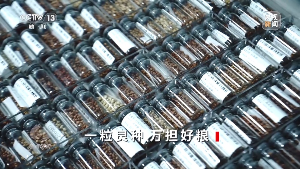 焦點訪談丨一粒良種 萬擔好糧 探索農(nóng)作物高產(chǎn)高質“新密碼”