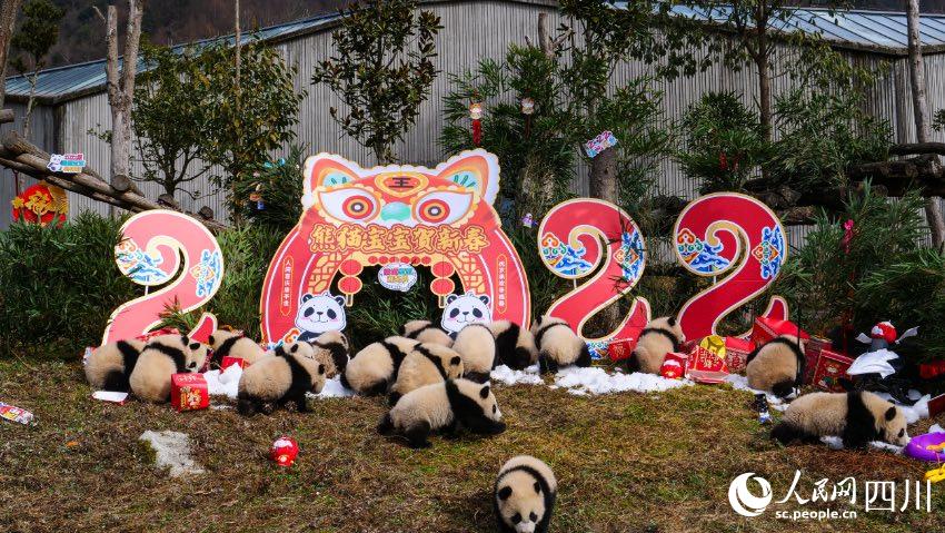 熊貓寶寶賀新春、迎冬奧。李傳有攝