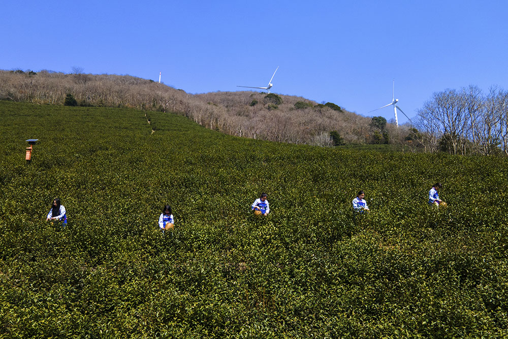 茶農(nóng)們搶抓晴好天氣采摘春茶。楊云中攝