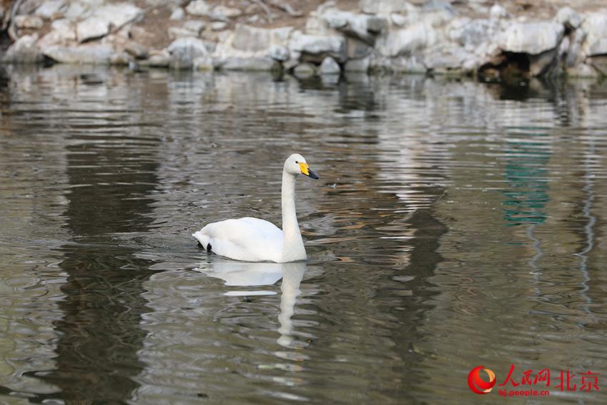 北京動物園水禽湖上，水鳥游弋其中，傳遞春的消息。人民網(wǎng) 尹星云攝
