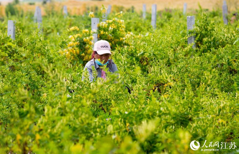 淮安市淮安區(qū)復興鎮(zhèn)的金銀花進入采摘黃金期。紀星名攝