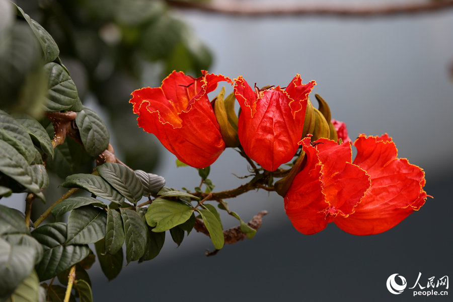 火焰木花朵呈紅色或橙紅色。人民網(wǎng) 陳博攝