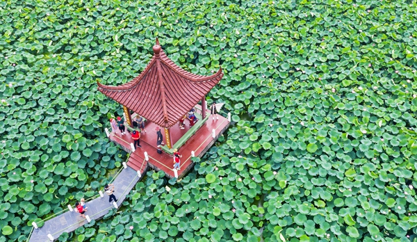 圖為金湖萬(wàn)畝荷花蕩。陳義寶攝