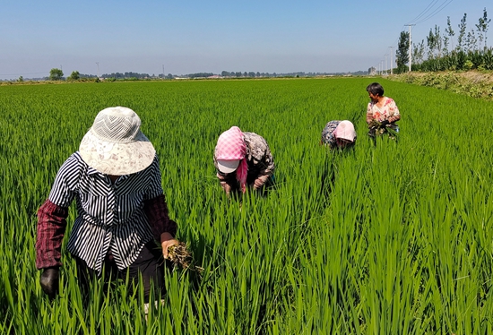 7月15日，農(nóng)民在河北省玉田縣石臼窩鎮(zhèn)王家樓村稻田勞作。 張仁杰攝