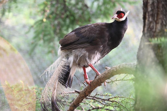 小五臺山國家級自然保護(hù)區(qū)繁育基地中的褐馬雞。姚偉強(qiáng)攝