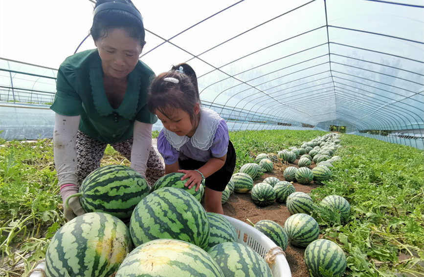 在北辰區(qū)雙街鎮(zhèn)的西瓜種植基地內(nèi)，種植農(nóng)戶們正忙著采收。陳立興攝
