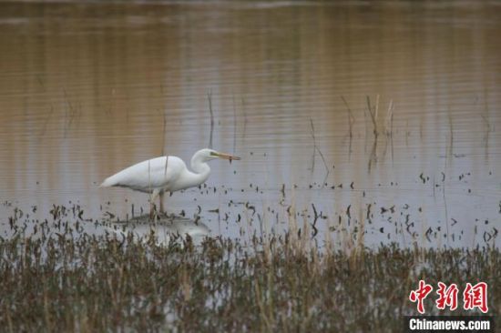 圖為大白鷺。可魯克湖-托素湖自然保護區(qū)服務中心供圖 　　