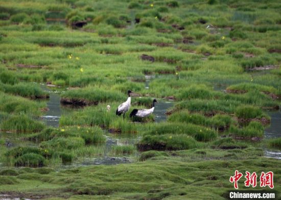 圖為祁連山國家公園青海片區(qū)內(nèi)的黑頸鶴?！∑钸B山國家公園青海省管理局供圖 攝