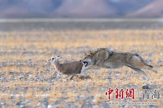 圖為獲獎(jiǎng)作品。同海元供圖