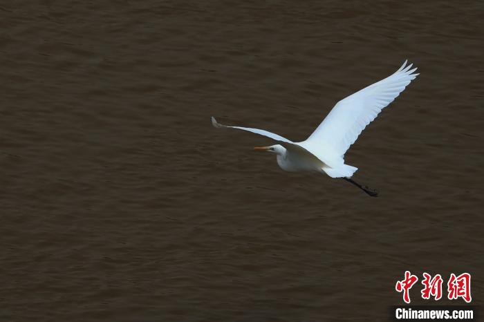 青?！澳赣H河”湟水水質(zhì)改善引鷺鳥嬉戲