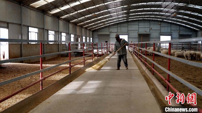 圖為放牧員扎布拉正在打掃羊棚衛(wèi)生?！±铍h 攝