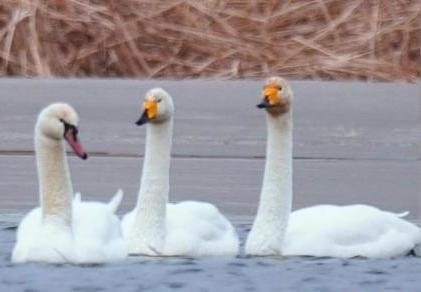 圖為疣鼻天鵝與大天鵝?！∏嗪?guó)家公園觀鳥協(xié)會(huì)供圖 攝