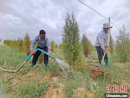 圖為扎西和村民給樹澆水?！∑钤鲚怼z