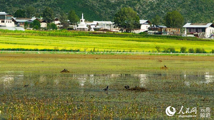 納帕海成為鳥類遷徙停留地。呂昊辰攝