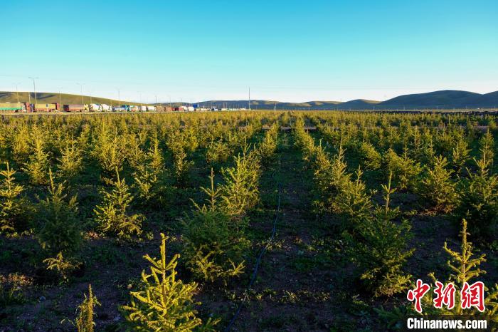 圖為科技團(tuán)隊(duì)在海拔4500米的西藏那曲種出“小森林”，其中超過7成成功越過5個(gè)冬天?！〗w波 攝