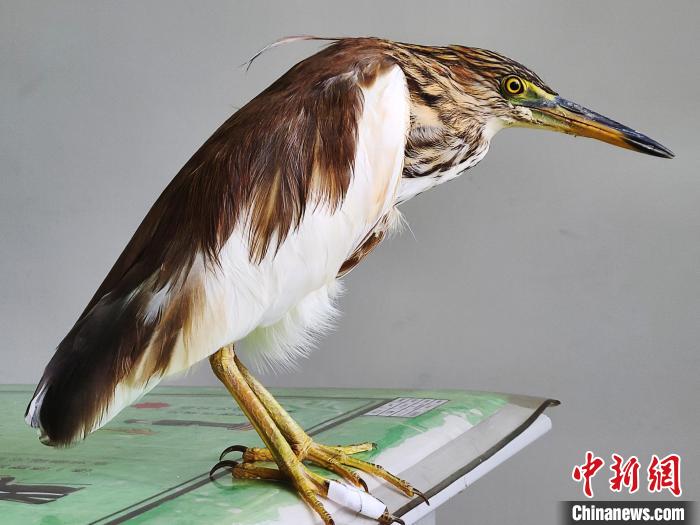 圖為被救助的國家一級重點保護(hù)動物池鷺?！×鴿商?攝