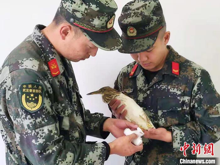 圖為武警官兵正在為國家一級重點保護(hù)動物池鷺包扎?！×鴿商?攝