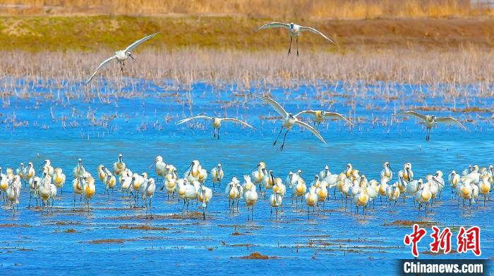 沿海濕地，鳥類天堂?！←}城市委宣傳部供圖