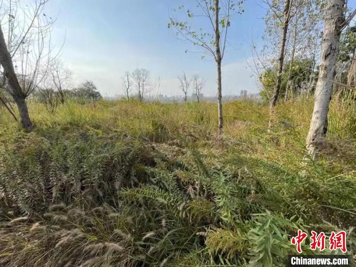 發(fā)現(xiàn)的加拿大一枝黃花?！畈?攝