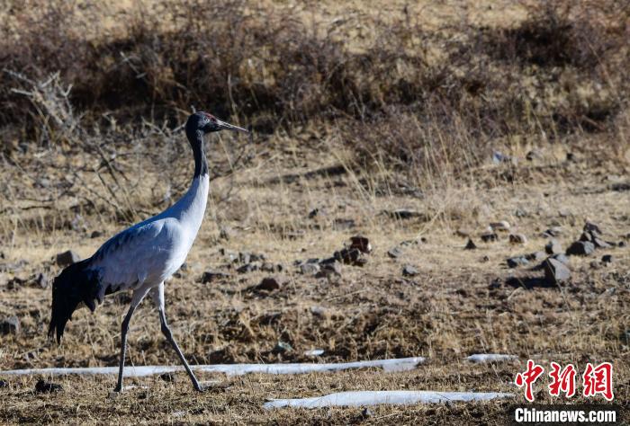 圖為一只黑頸鶴在拉薩市林周縣境內(nèi)田間覓食。　貢嘎來松 攝