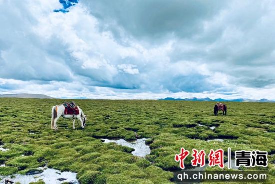 圖為長江南源沼澤濕地。李江寧攝