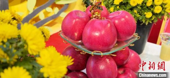 2021年10月15日，中國蘋果首屆產(chǎn)銷峰會(huì)暨甘肅平?jīng)龉焚Q(mào)易大會(huì)在平?jīng)鍪徐o寧縣開幕。(資料圖) 魏建軍 攝