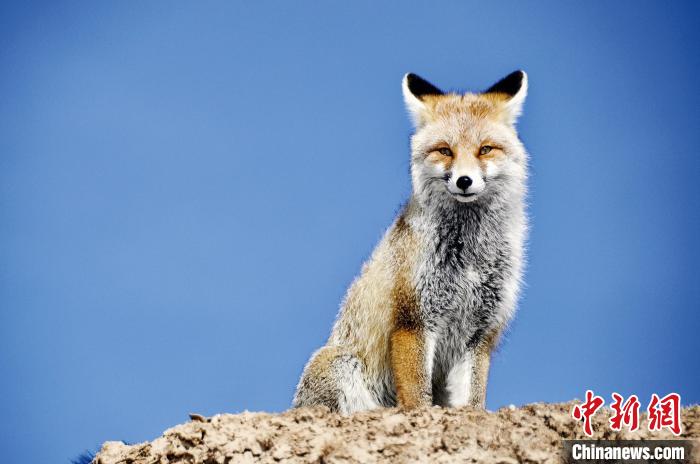三江源國家公園正式設(shè)立后第一年:全面提升生態(tài)保護(hù)恢復(fù)