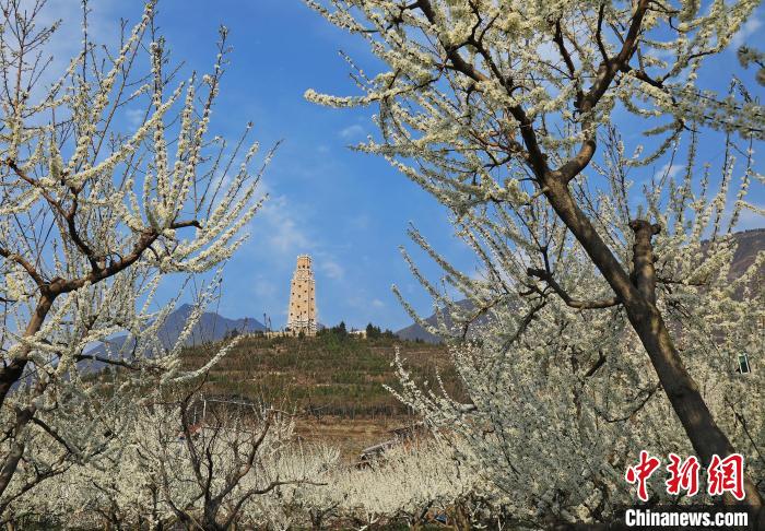 潔白的李花與碉樓交相輝映，勾勒出一幅美麗的和諧生態(tài)畫(huà)卷?！『吻搴?攝