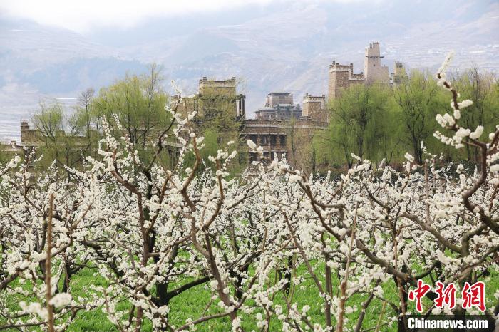 潔白的李花與村寨交相輝映，勾勒出一幅美麗的和諧生態(tài)畫(huà)卷?！『吻搴?攝