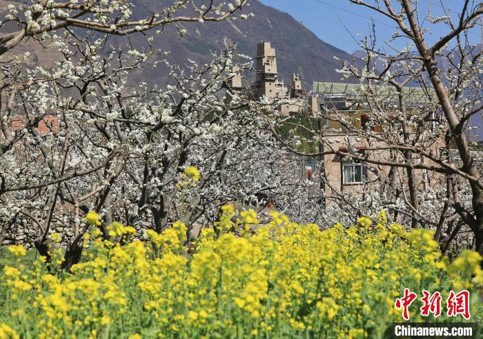 潔白的李花與村寨交相輝映，勾勒出一幅美麗的和諧生態(tài)畫(huà)卷?！『吻搴?攝